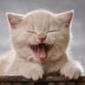 Meet your Posher, George